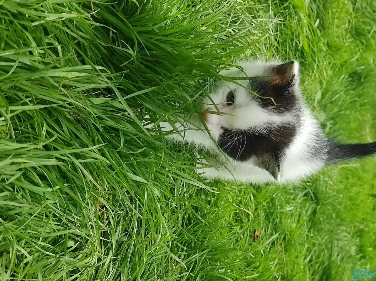 Котята (3 недели), фотография 3