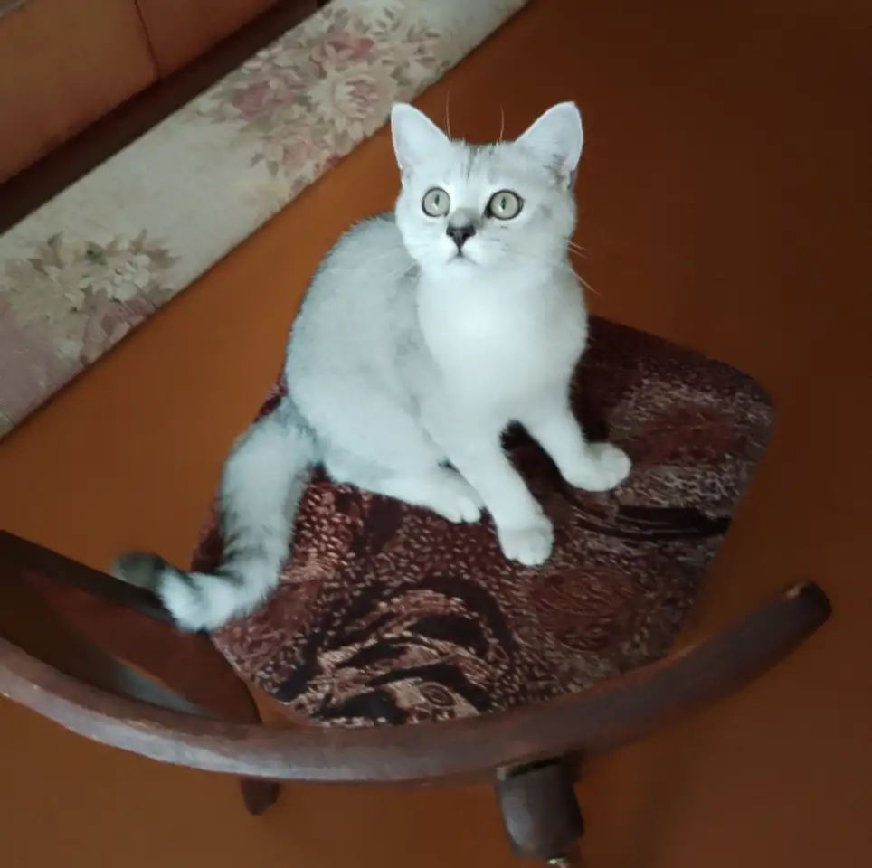 Британские котята окраса серебристая шиншилла, фотография 2