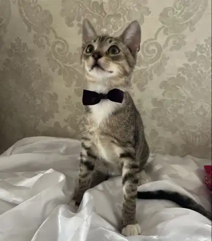 КОТЕНОК, фотография 2