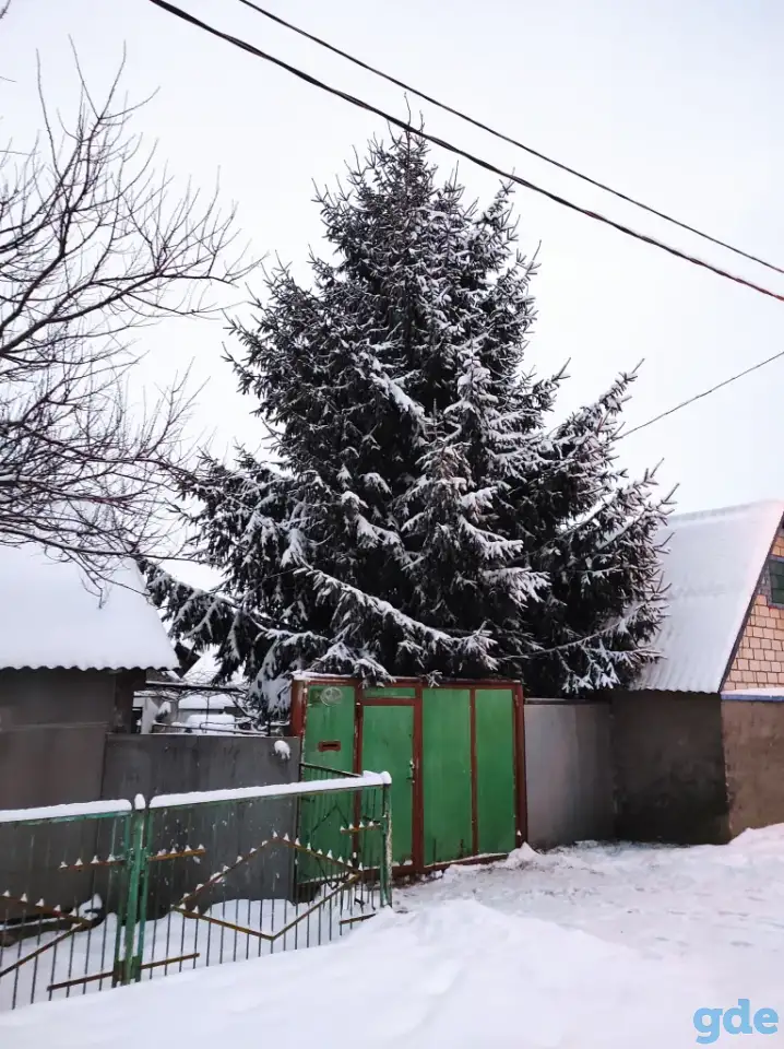 Ель живая, фотография 1
