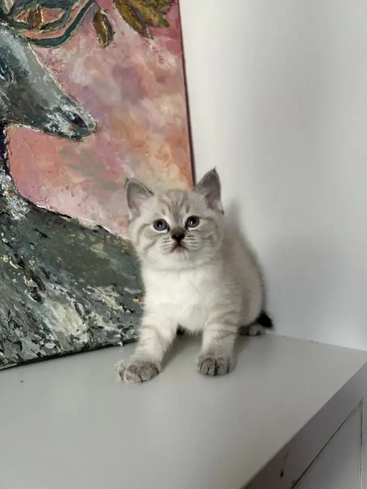 Шотландский котенок, фотография 4