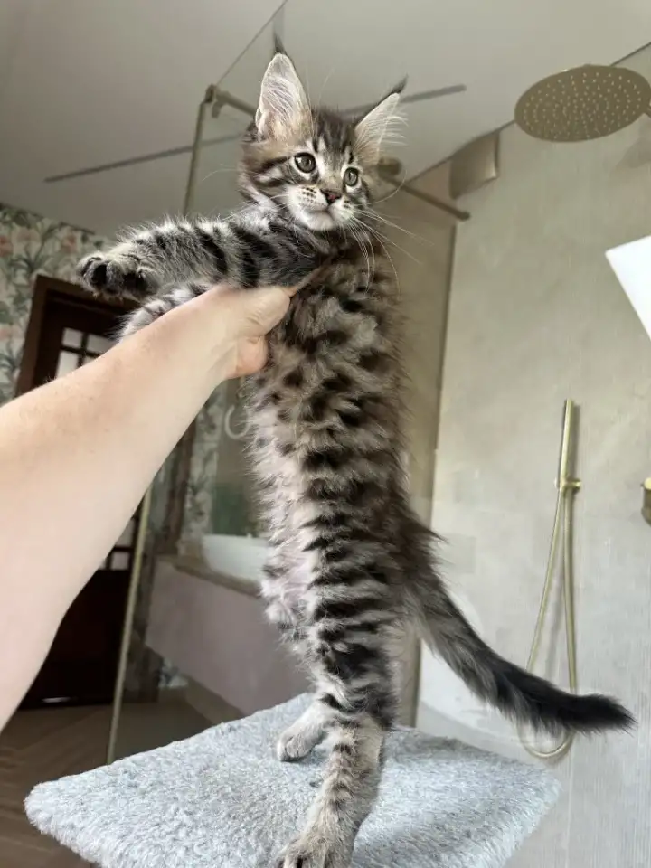 Крупный мальчик мейн-кун, фотография 9