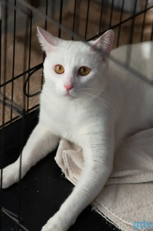Котик в дар, фотография 7
