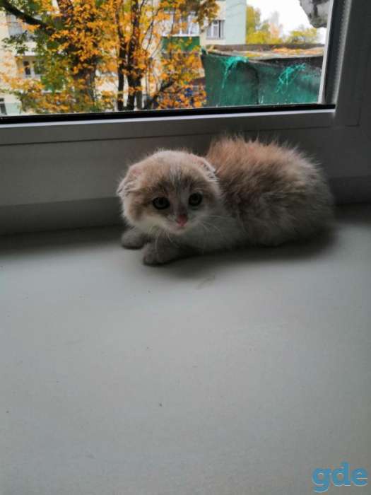 Котенок в дар, фотография 7