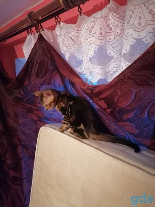 Бенгальские котята, фотография 4