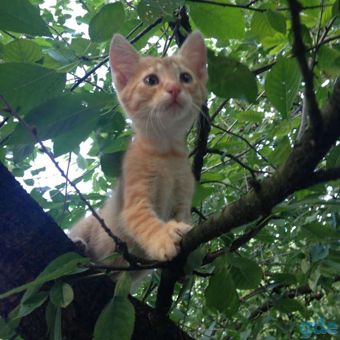 Веселые котята, фотография 12