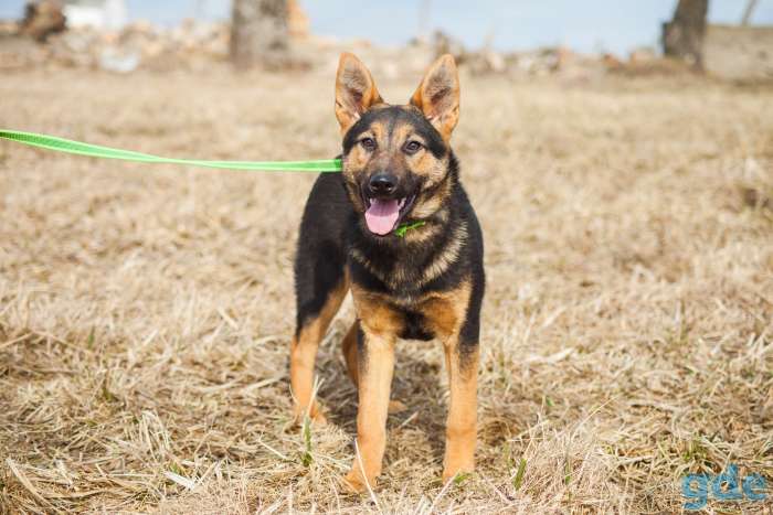 Малышка Лаффи в поисках любящей семьи, фотография 4