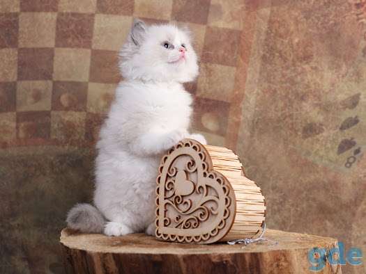 Продам котят редкой породы