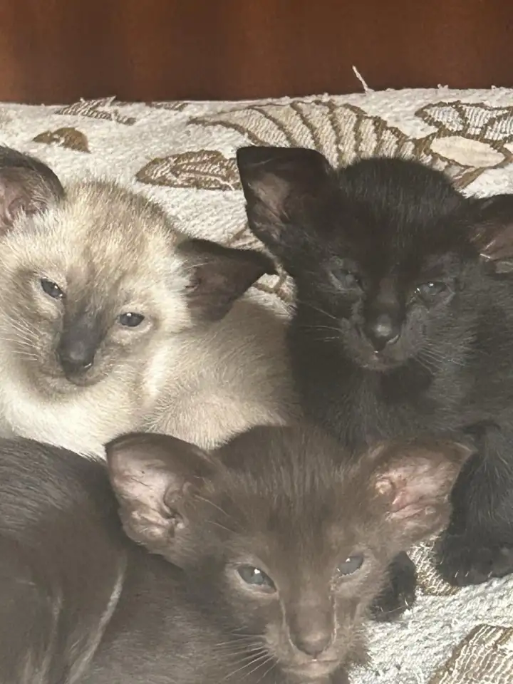 Ориентальные котята к продаже, фотография 1