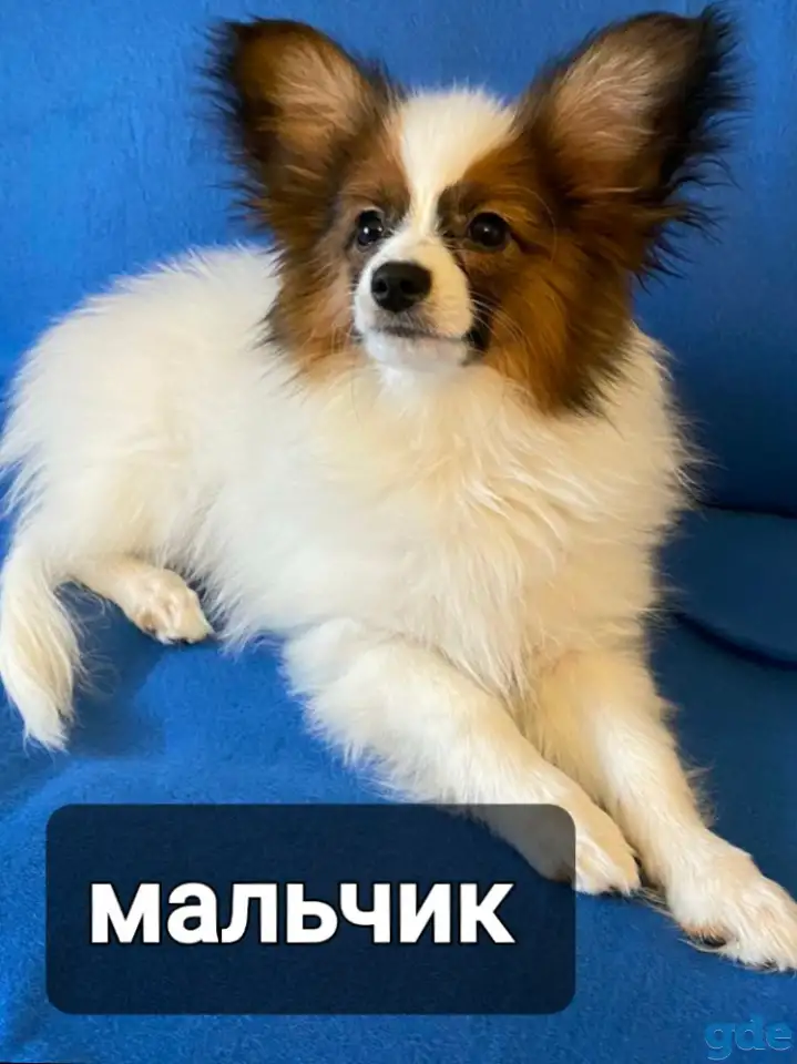 Щенки папильона, фотография 1