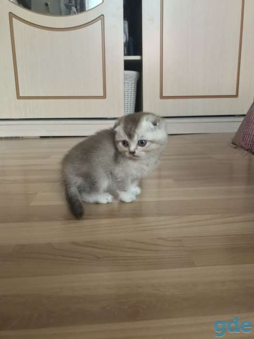 Котята шотландцы вислоухие, фотография 2