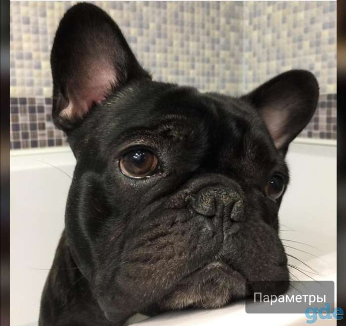 Французский больдог ищет девочку, фотография 1