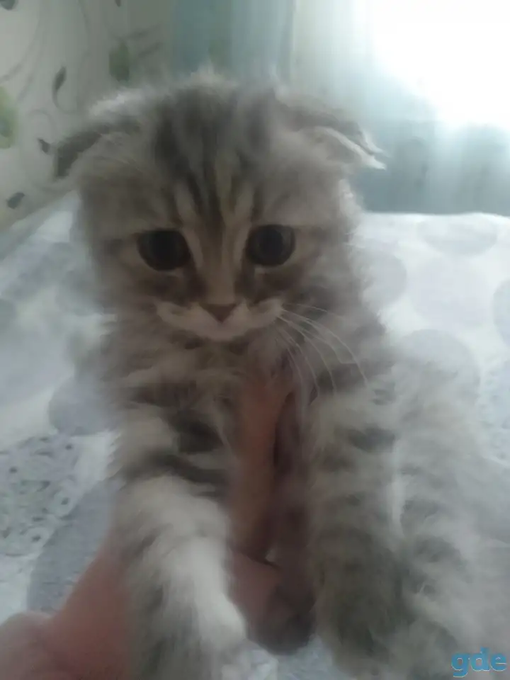 Шотландская кошечка, фотография 1