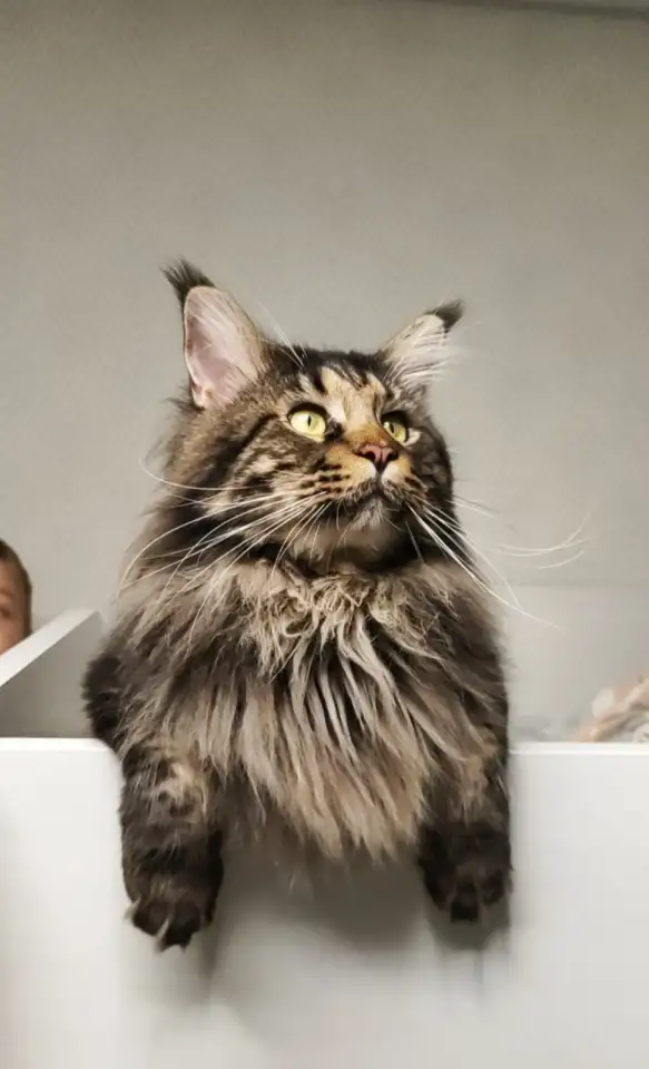 Котята Мейн-кун девочки, фотография 11