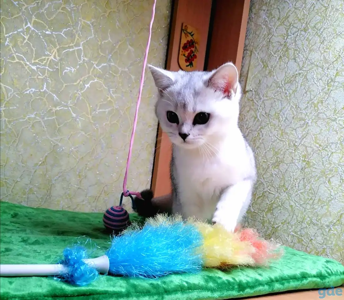 Британские котята, фотография 3