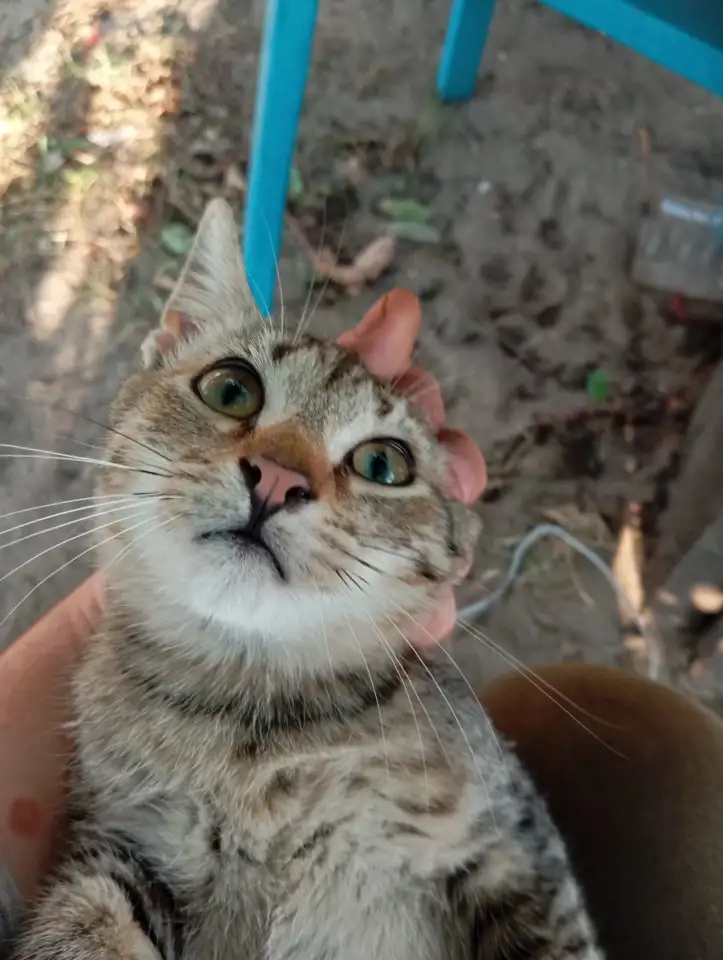 Котенок в дар, фотография 7