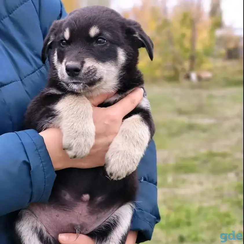 Щенки в дар, фотография 4