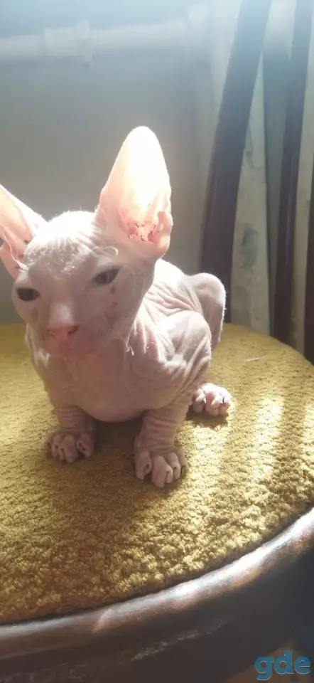 Котята сфинкс, фотография 2