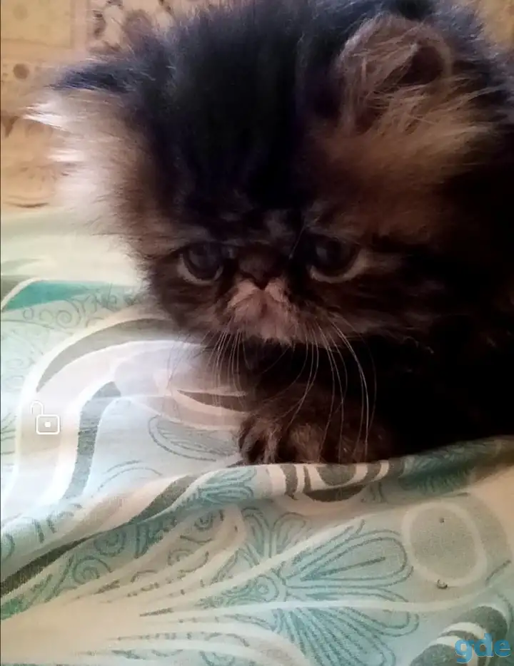 Персидский котёнок, фотография 4