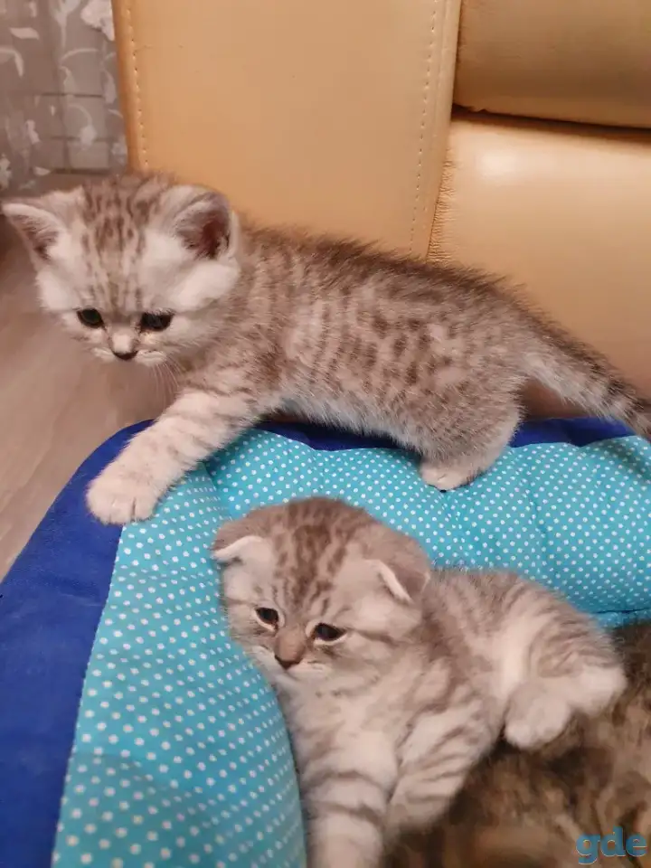 Котята, фотография 8