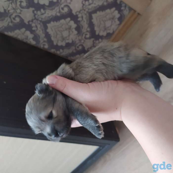 Продам 2х мальчиков померанского шпица, фотография 4