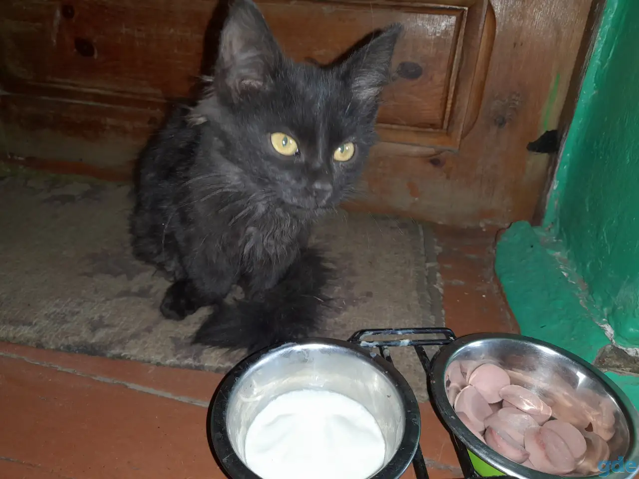 Котёнок, фотография 3
