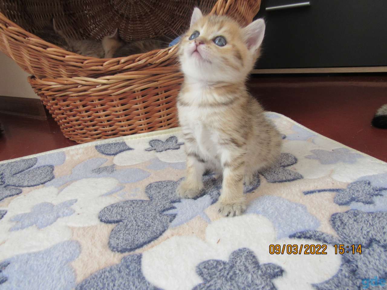 шотландские котята, фотография 3