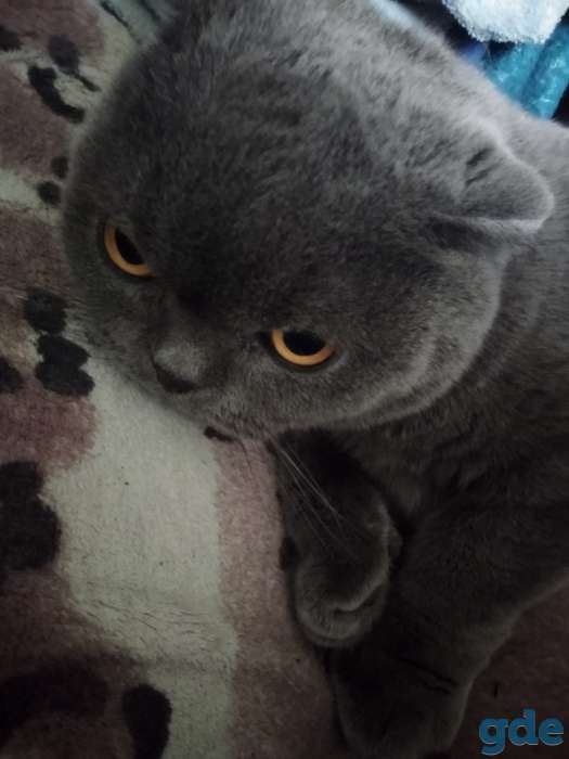 Продам кота британца, фотография 1