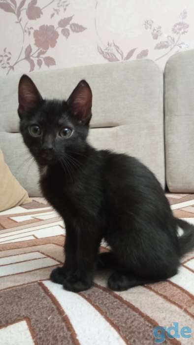 Веселые, озорные котики , фотография 1