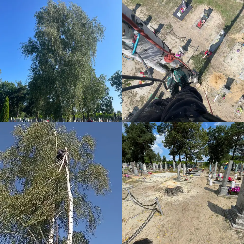 Спил деревьев, услуги альпиниста, фотография 5