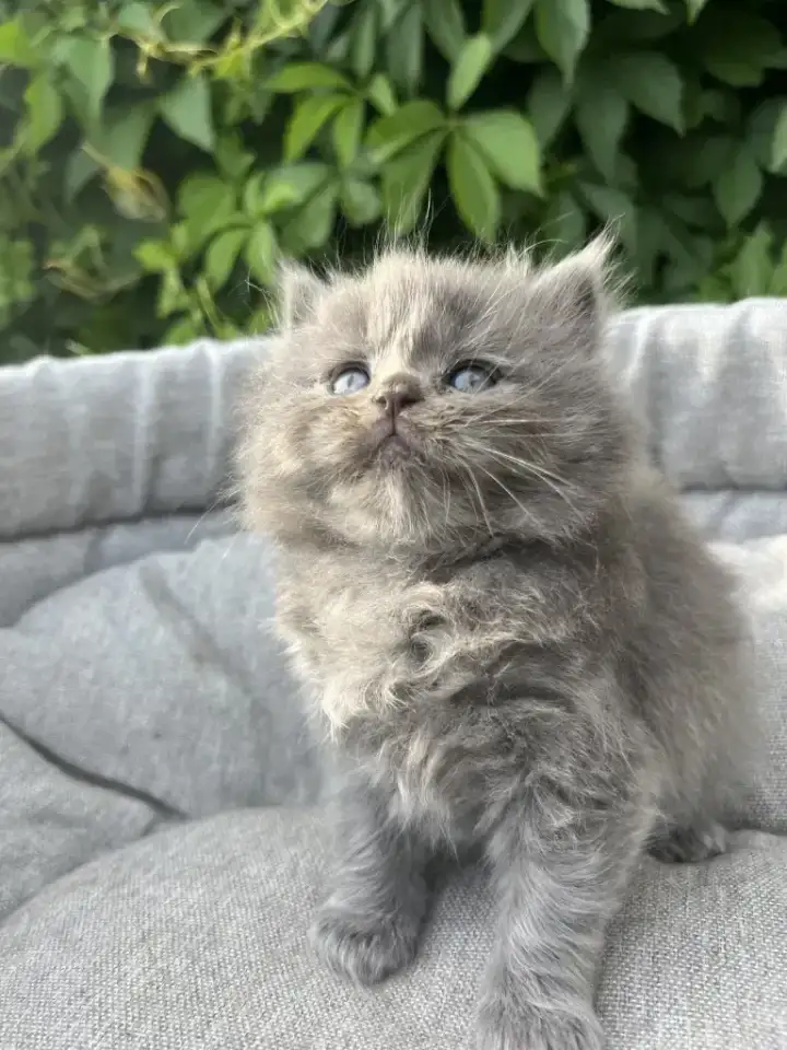 Шотландские котята, фотография 3