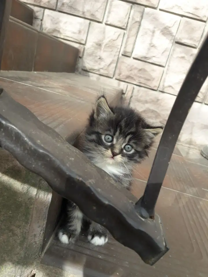 Котята ищут дом, фотография 5