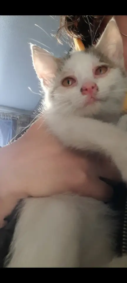 Котята в добрые руки, фотография 5