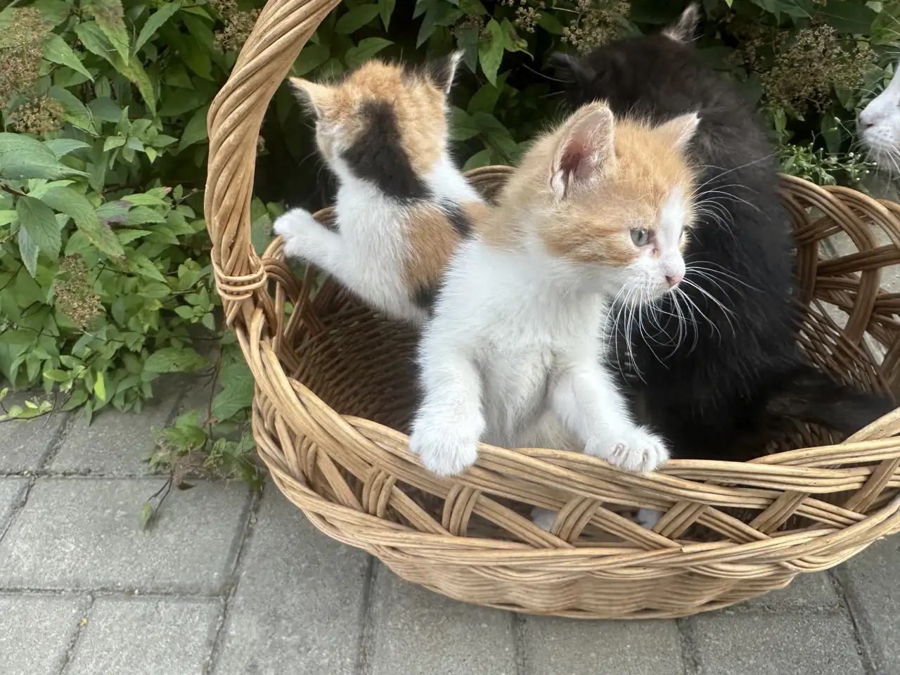 ОТДАДИМ КОТЯТ, фотография 7