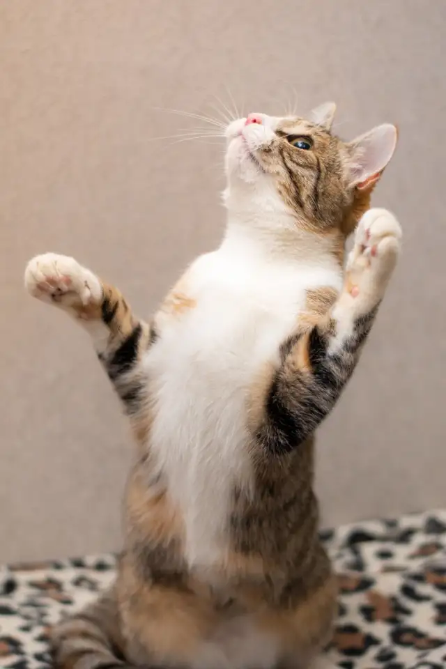 Кошка ОЛСИ ИЩЕТ дом, фотография 9