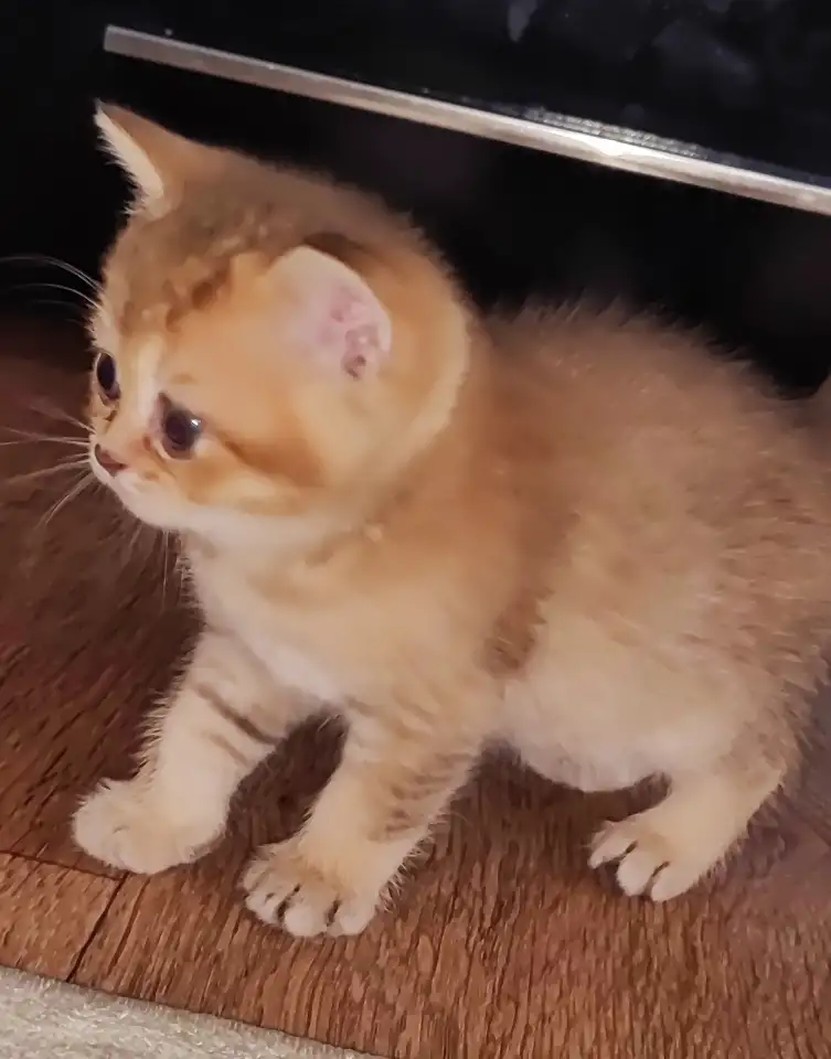 Шотландские котята, фотография 6