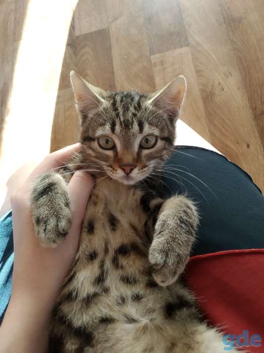 Котенок в дар, фотография 4