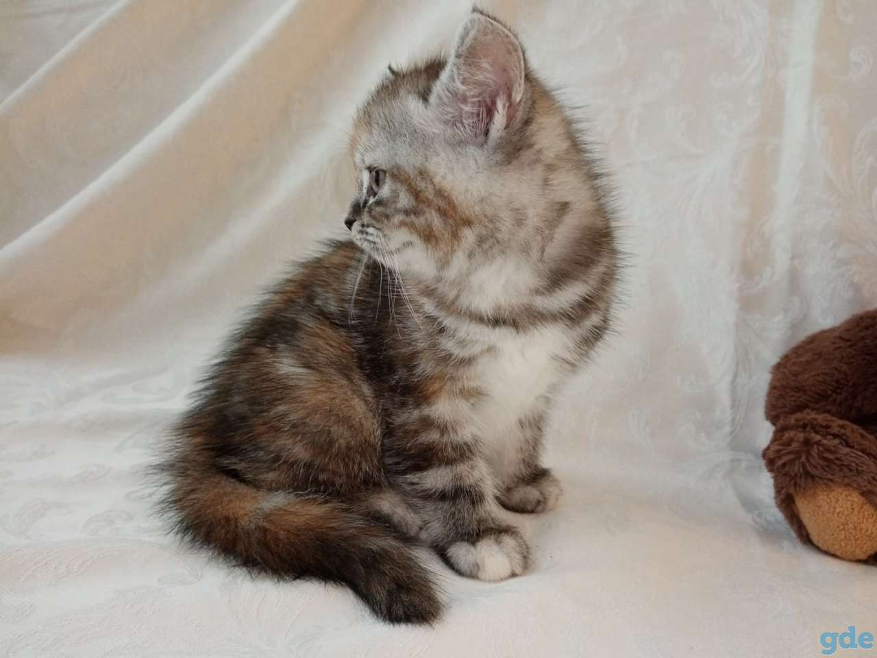 Продаю шотландских котят, фотография 5