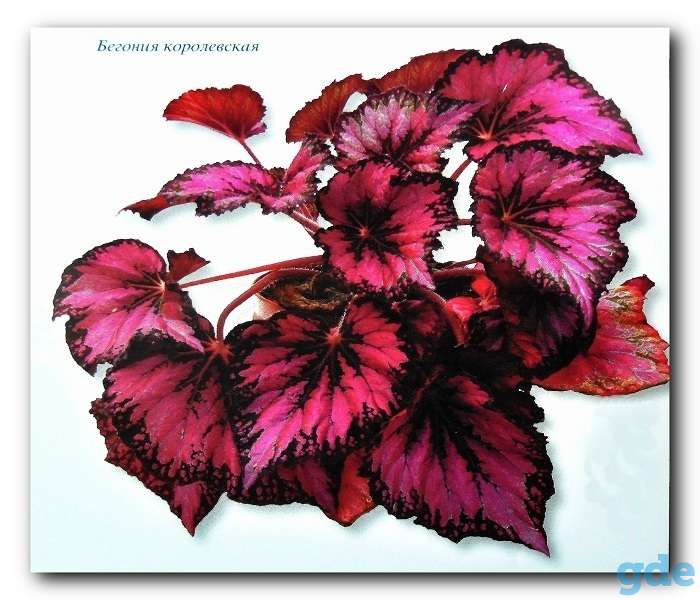 Королевские  бегонии, фотография 1