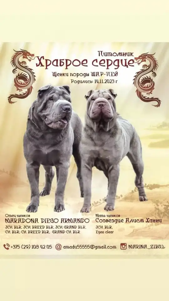 щенки шарпей, фотография 16