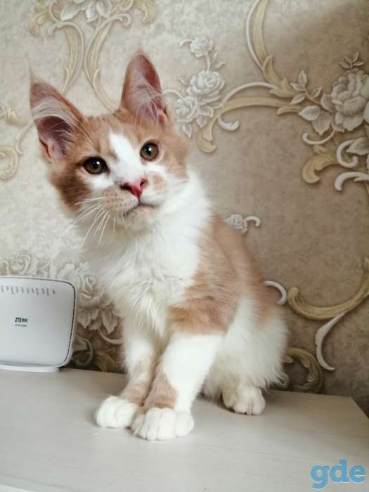 Котенок, фотография 3