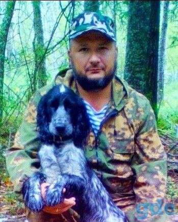 На вязку кобель русского охотничьего спаниеля, фотография 4