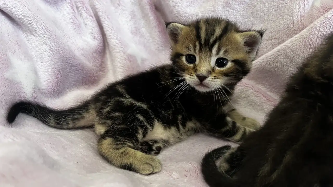 Котята помесь папа Мейн-Кун мама Шотландская скоттиш-страйт, фотография 4