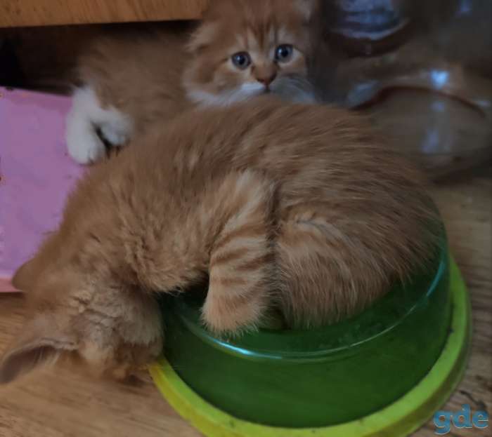 Котята, фотография 3