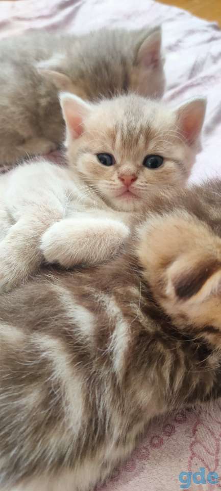 Шотландские котята, фотография 1