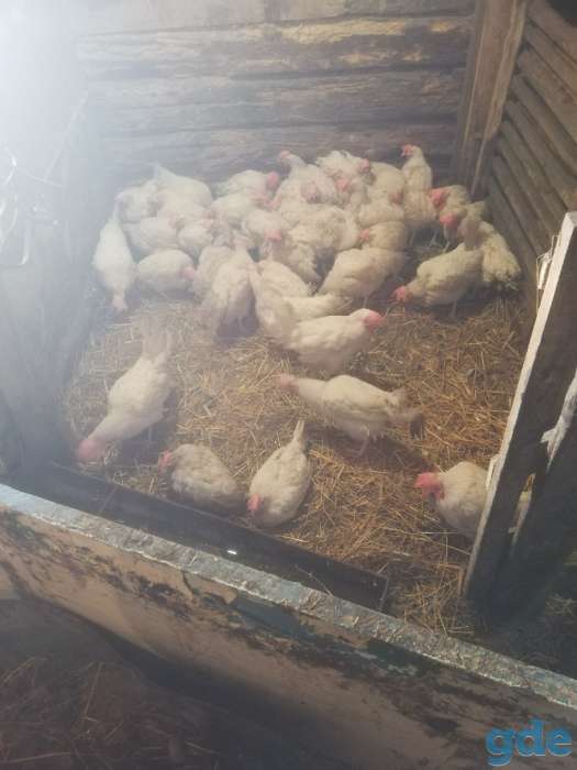 Куры продам, фотография 1
