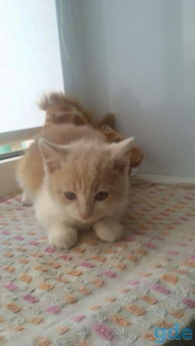 Котенок в дар, фотография 1