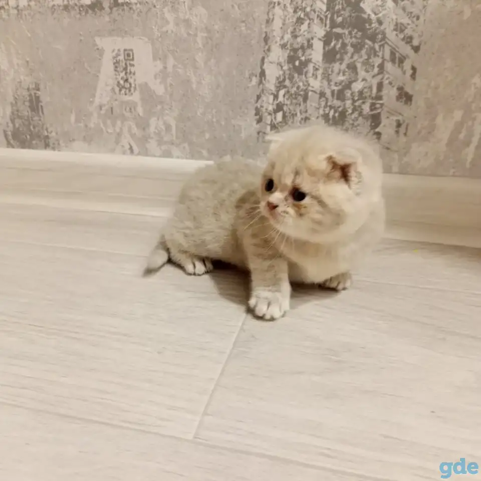 Котята шотланской прямоухой, фотография 2