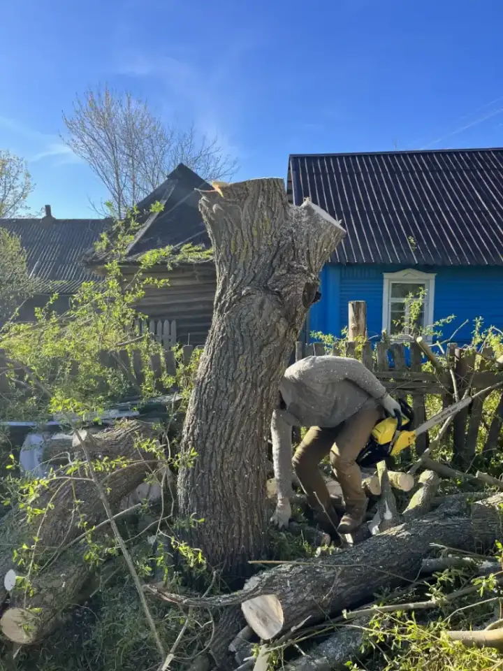 Спил деревьев, фотография 7