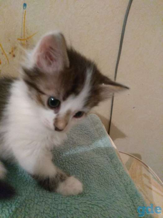 Котята ищут своего хозяина, фотография 4